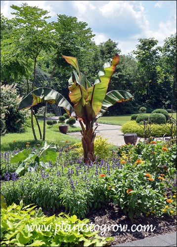 Large plants used in an annual garden